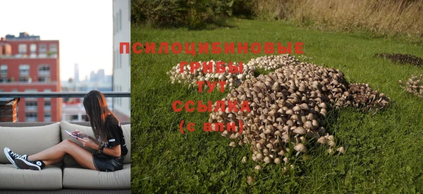 PSILOCYBIN Абдулино